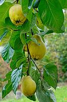 Quinces (Cydonia oblonga) hanging on the tree, Kempen, North Rhine-Westphalia, Germany [IBR124629048]