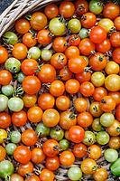 Cocktail tomatoes (Solanum lycopersicum) in a basket, Kempen, North Rhine-Westphalia, Germany [IBR124629050]
