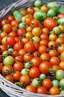 Cocktail tomatoes (Solanum lycopersicum) in a basket, Kempen, North Rhine-Westphalia, Germany [IBR124629051]
