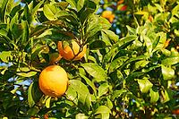 Oranges (Citrus sinensis) hanging from a tree, Loureira, Leiria district, Centro region, Portugal [IBR124629052]