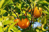 Oranges (Citrus sinensis) hanging from a tree, Loureira, Leiria district, Centro region, Portugal [IBR124629053]