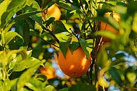 Oranges (Citrus sinensis) hanging from a tree, Loureira, Leiria district, Centro region, Portugal [IBR124629054]