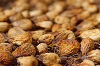 Figs (Ficus carica) drying in the sun, Loureira, Leiria district, Regiao do Centro, Portugal [IBR124629055]