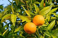 Oranges (Citrus sinensis) hanging from a tree, Loureira, Leiria district, Centro region, Portugal [IBR124629056]