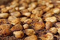 Figs (Ficus carica) drying in the sun, Loureira, Leiria district, Regiao do Centro, Portugal [IBR124629058]