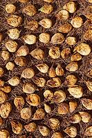 Figs (Ficus carica) drying in the sun, Loureira, Leiria district, Regiao do Centro, Portugal [IBR124629059]