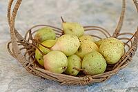 Pears (Pyrus) in a basket, Loureira, Leiria district, Regiao do Centro, Portugal [IBR124629060]