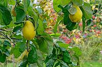 Quinces (Cydonia oblonga) hanging on the tree, Kempen, North Rhine-Westphalia, Germany [IBR124629062]