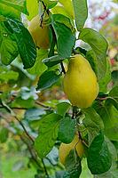 Quinces (Cydonia oblonga) hanging on the tree, Kempen, North Rhine-Westphalia, Germany [IBR124629063]