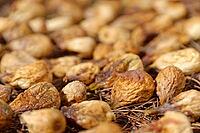Figs (Ficus carica) drying in the sun, Loureira, Leiria district, Regiao do Centro, Portugal [IBR124629064]