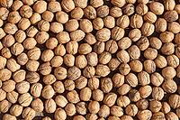 Walnuts (Juglans regia), Loureira, Leiria district, Regiao do Centro, Portugal [IBR124629065]