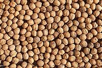 Walnuts (Juglans regia), Loureira, Leiria district, Regiao do Centro, Portugal [IBR124629066]