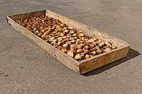 Figs (Ficus carica) drying in the sun, Loureira, Leiria district, Regiao do Centro, Portugal [IBR124629067]