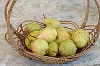 Pears (Pyrus) in a basket, Loureira, Leiria district, Regiao do Centro, Portugal [IBR124629068]