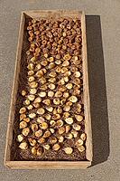 Figs (Ficus carica) drying in the sun, Loureira, Leiria district, Regiao do Centro, Portugal [IBR124629070]