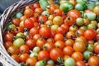 Cocktail tomatoes (Solanum lycopersicum) in a basket, Kempen, North Rhine-Westphalia, Germany [IBR124629071]