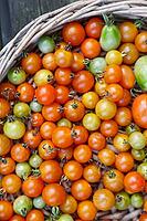 Cocktail tomatoes (Solanum lycopersicum) in a basket, Kempen, North Rhine-Westphalia, Germany [IBR124629072]