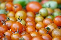 Cocktail tomatoes (Solanum lycopersicum) in a basket, Kempen, North Rhine-Westphalia, Germany [IBR124629073]