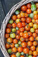 Cocktail tomatoes (Solanum lycopersicum) in a basket, Kempen, North Rhine-Westphalia, Germany [IBR124629074]