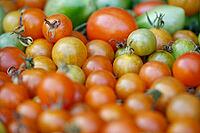 Cocktail tomatoes (Solanum lycopersicum) in a basket, Kempen, North Rhine-Westphalia, Germany [IBR124629076]