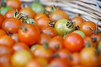 Cocktail tomatoes (Solanum lycopersicum) in a basket, Kempen, North Rhine-Westphalia, Germany [IBR124629078]