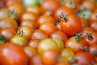Cocktail tomatoes (Solanum lycopersicum) in a basket, Kempen, North Rhine-Westphalia, Germany [IBR124629079]