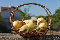 Pears (Pyrus) in a basket, Loureira, Leiria district, Regiao do Centro, Portugal [IBR124629082]