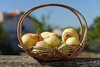 Pears (Pyrus) in a basket, Loureira, Leiria district, Regiao do Centro, Portugal [IBR124629084]