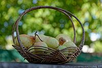 Pears (Pyrus) in a basket, Loureira, Leiria district, Regiao do Centro, Portugal [IBR124629085]