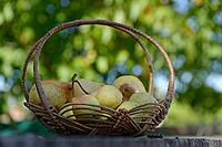 Pears (Pyrus) in a basket, Loureira, Leiria district, Regiao do Centro, Portugal [IBR124629086]