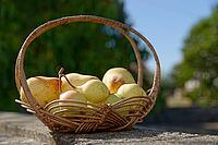 Pears (Pyrus) in a basket, Loureira, Leiria district, Regiao do Centro, Portugal [IBR124629087]
