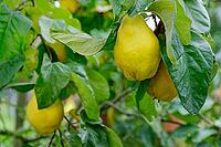 Quinces (Cydonia oblonga) hanging on the tree, Kempen, North Rhine-Westphalia, Germany [IBR124629088]
