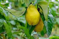 Quinces (Cydonia oblonga) hanging on the tree, Kempen, North Rhine-Westphalia, Germany [IBR124629089]