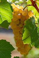 White grapes (Vitis), Loureira, Leiria district, Regiao do Centro, Portugal [IBR124629093]