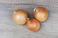 Onions (Allium cepa), Kempen, North Rhine-Westphalia, Germany [IBR124629113]