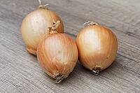 Onions (Allium cepa), Kempen, North Rhine-Westphalia, Germany [IBR124629116]