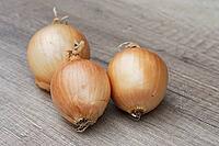 Onions (Allium cepa), Kempen, North Rhine-Westphalia, Germany [IBR124629117]