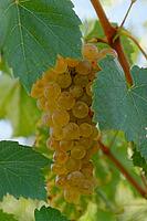 White grapes (Vitis), Loureira, Leiria district, Regiao do Centro, Portugal [IBR124629119]