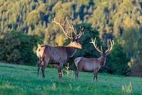 Two Altai maral stags (Cervus canadensis sibiricus) stand in a green meadow in the first light of the day. Southern Siberia, northwestern Mongolia, northern Xinjiang province of China [IBR124629507]
