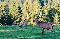 Two Altai maral stags (Cervus canadensis sibiricus) stand in a green meadow in the first light of the day. Southern Siberia, northwestern Mongolia, northern Xinjiang province of China [IBR124629508]