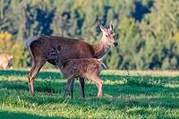 A female Altai maral (Cervus canadensis sibiricus) suckles her calf in a green meadow in the first light of day. Southern Siberia, northwestern Mongolia, northern Xinjiang province of China [IBR124629510]