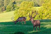 Two Altai maral stags (Cervus canadensis sibiricus) stand in a green meadow in the first light of the day. Southern Siberia, northwestern Mongolia, northern Xinjiang province of China [IBR124629511]