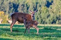A female Altai maral (Cervus canadensis sibiricus) and her calf stand in a green meadow in the first light of day. Southern Siberia, northwestern Mongolia, northern Xinjiang province of China [IBR124629513]