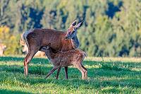 A female Altai maral (Cervus canadensis sibiricus) suckles her calf in a green meadow in the first light of day. Southern Siberia, northwestern Mongolia, northern Xinjiang province of China [IBR124629514]