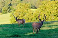 Two Altai maral stags (Cervus canadensis sibiricus) stand in a green meadow in the first light of the day. Southern Siberia, northwestern Mongolia, northern Xinjiang province of China [IBR124629515]
