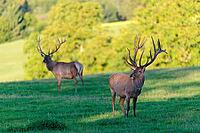 Two Altai maral stags (Cervus canadensis sibiricus) stand in a green meadow in the first light of the day. Southern Siberia, northwestern Mongolia, northern Xinjiang province of China [IBR124629516]