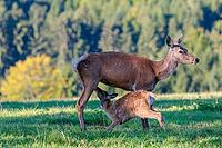 A female Altai maral (Cervus canadensis sibiricus) suckles her calf in a green meadow in the first light of day. Southern Siberia, northwestern Mongolia, northern Xinjiang province of China [IBR124629517]
