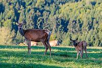 A female Altai maral (Cervus canadensis sibiricus) and her calf stand in a green meadow in the first light of day. Southern Siberia, northwestern Mongolia, northern Xinjiang province of China [IBR124629518]