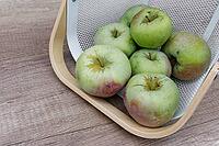 Freshly harvested apples (Malus), Kempen, North Rhine-Westphalia, Germany [IBR124629538]