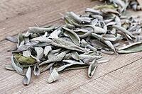 Dried sage leaves (Salvia officinalis), Kempen, North Rhine-Westphalia, Germany [IBR124629539]